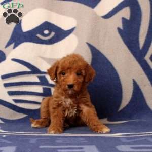 Urbana, Mini Goldendoodle Puppy